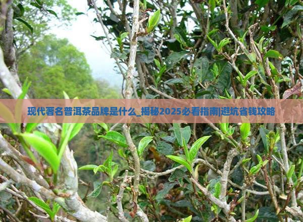 现代著名普洱茶品牌是什么