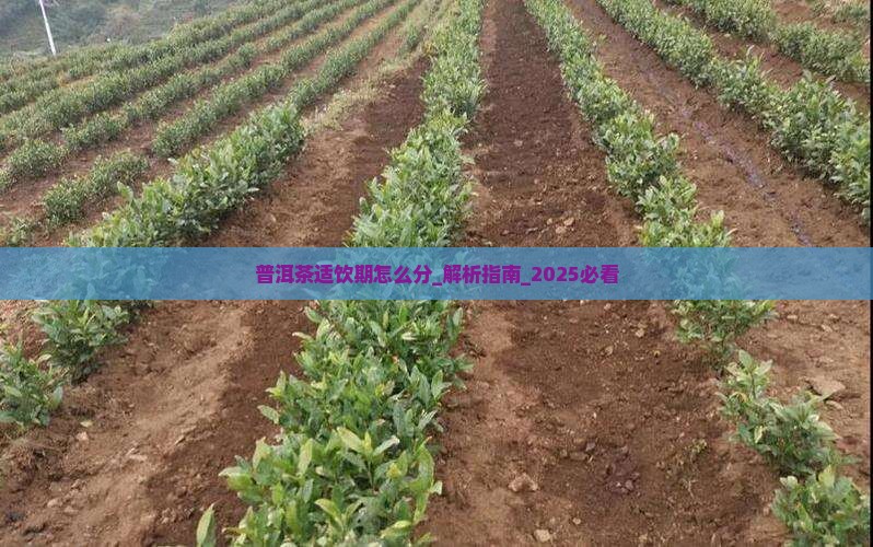 普洱茶适饮期怎么分