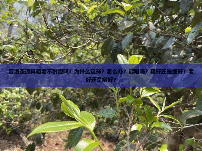 普洱茶原料粗老不耐泡吗