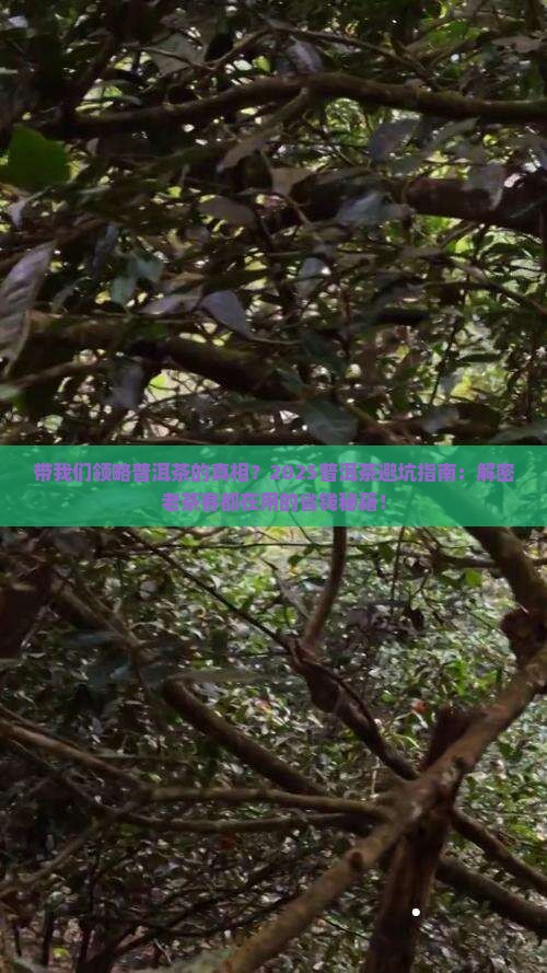带我们领略普洱茶的