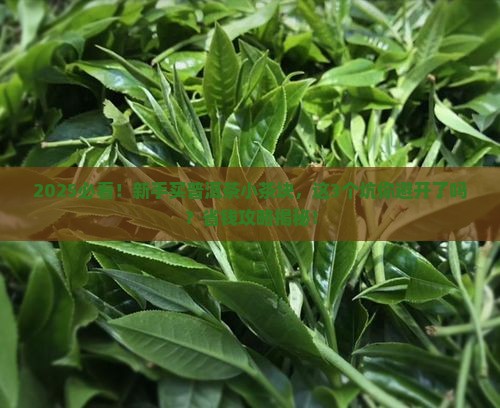 普洱茶小茶块好不好