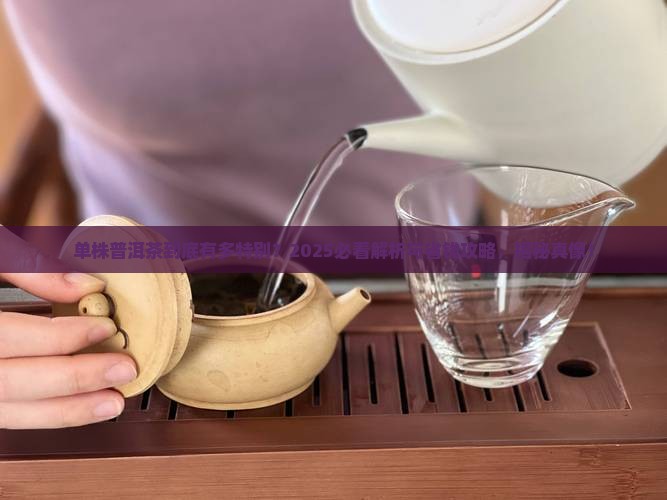 单株普洱茶的意思解释是