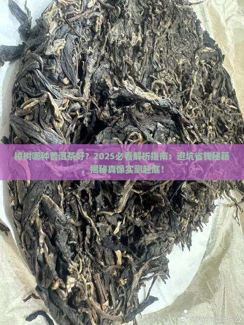 樟树哪种普洱茶好