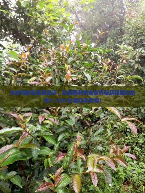 余秋雨对普洱茶的品评