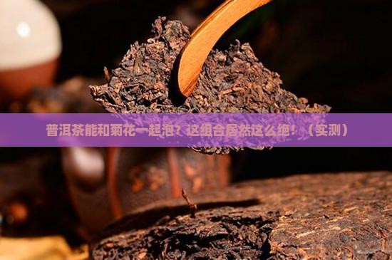 普洱茶能和菊花一起泡么