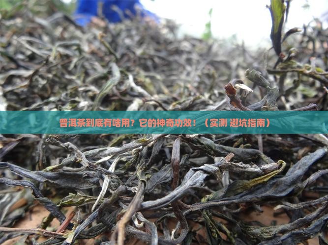 普普普洱茶的功效与作用