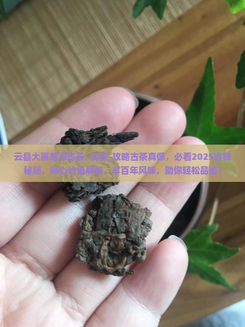 云县大寨龙潭古茶