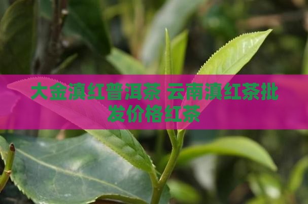 大金滇红普洱茶