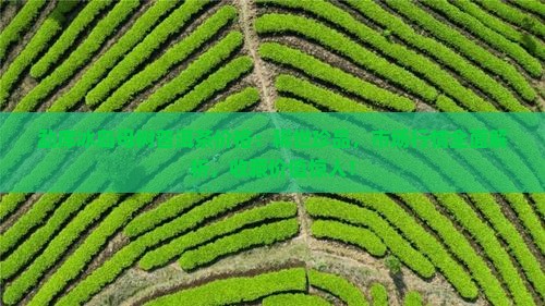 勐库冰岛母树普洱茶价格