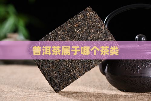 普洱茶属于哪个茶类