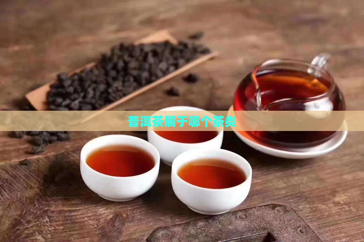 普洱茶属于哪个茶类