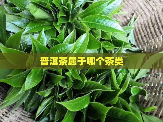 普洱茶属于哪个茶类