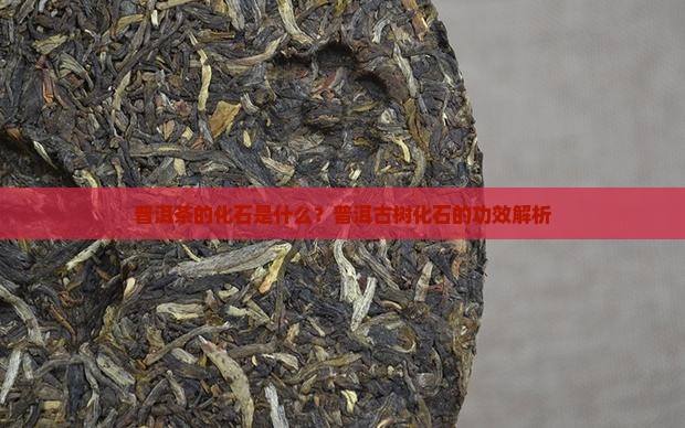 普洱茶的化石是什么