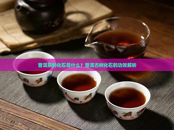 普洱茶的化石是什么
