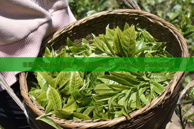 泡普洱茶水什么温度