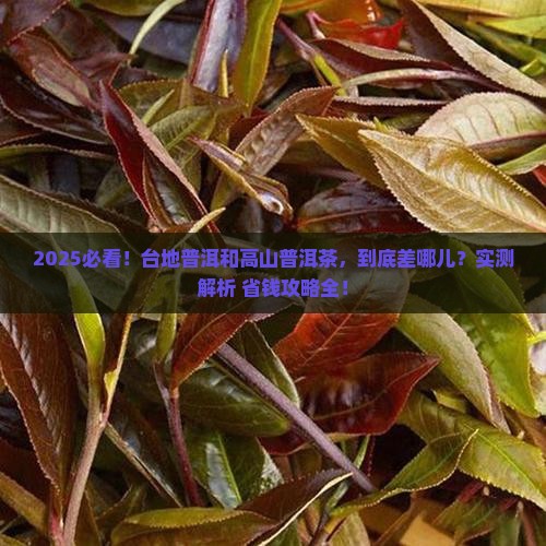 台地普洱和高山普洱茶区别