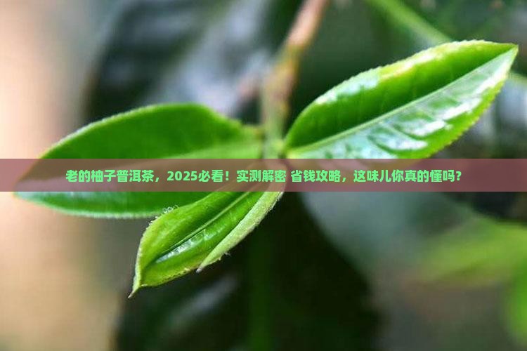 老的柚子普洱茶