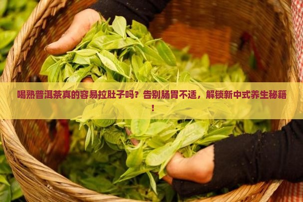 喝熟普洱茶容易拉肚子