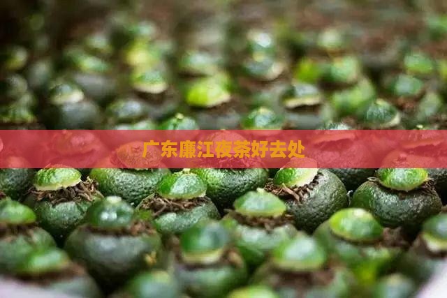 广东廉江哪里喝夜茶