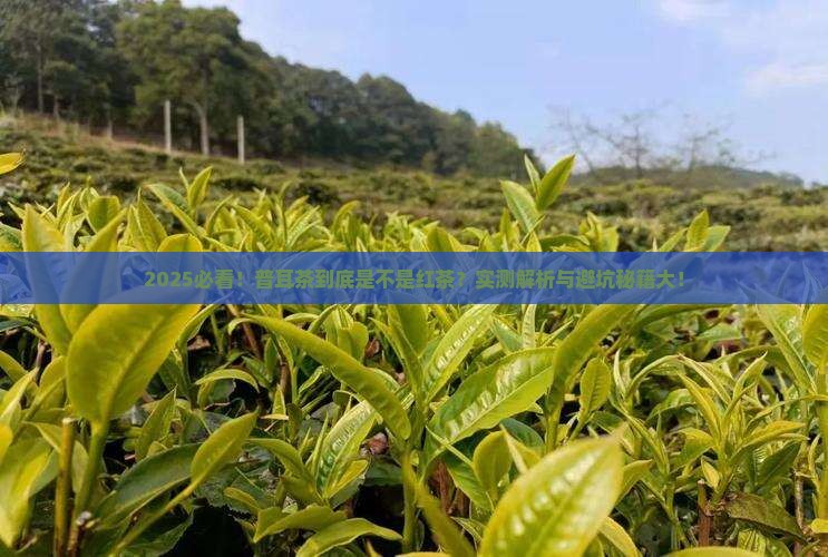 普耳茶是红茶类吗