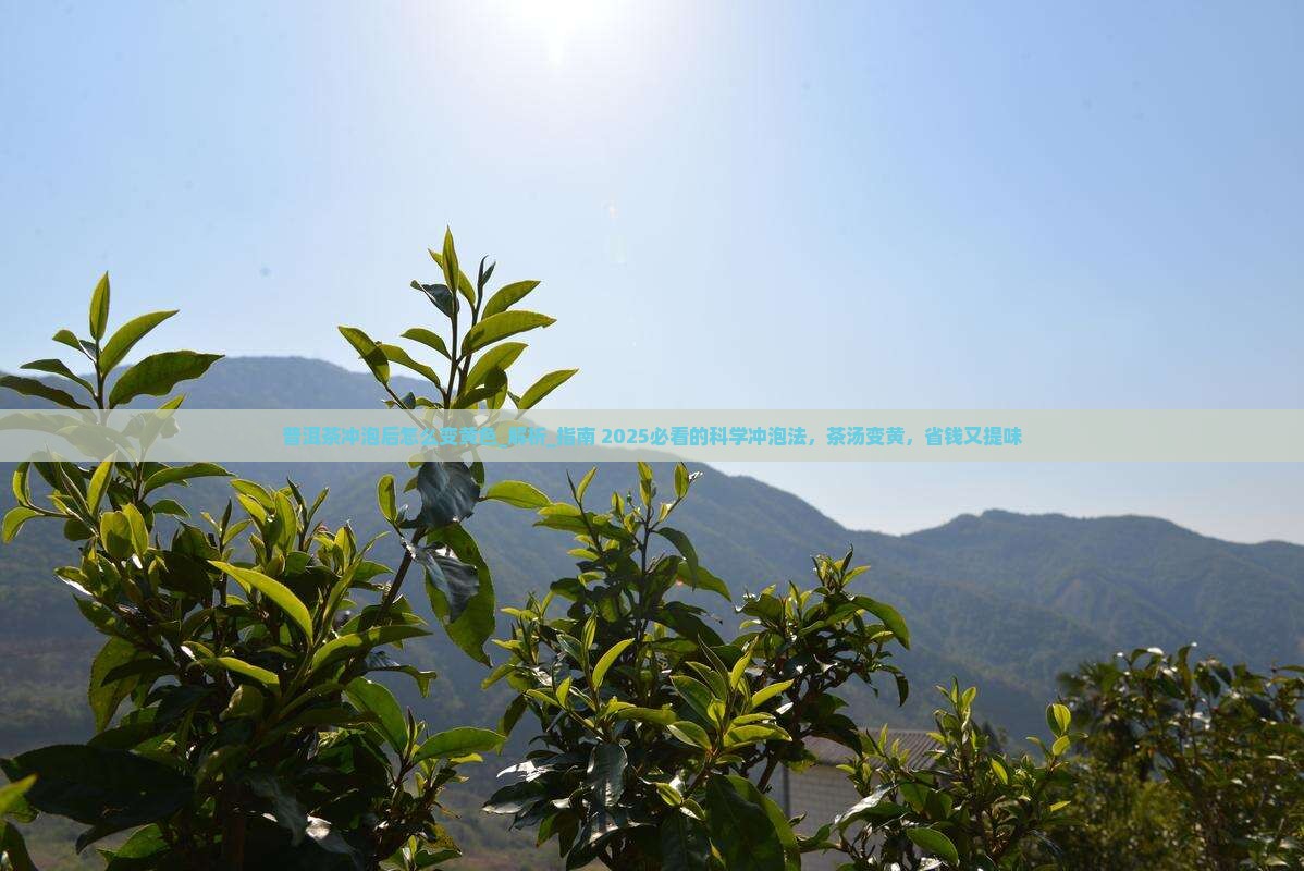 普洱茶冲泡后怎么变黄色