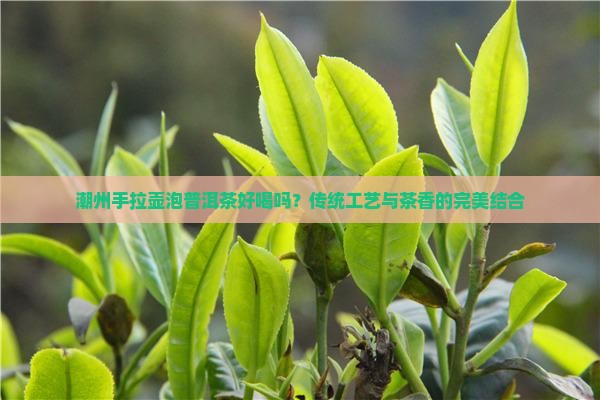 潮州手拉壶泡普洱茶