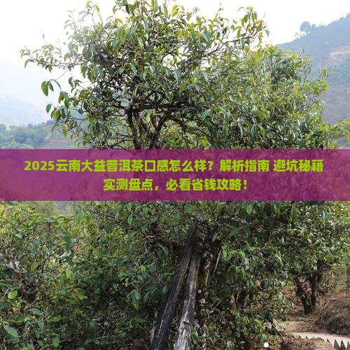 云南大益普洱茶口感怎么样
