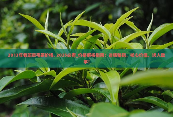 2013年老班章毛茶价格