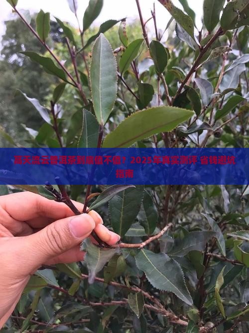 高天流云普洱茶多少钱