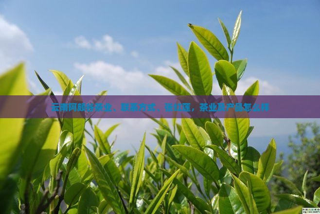 云南阿颇谷茶业