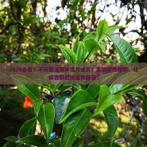 不同普洱茶的冲泡方式一样吗