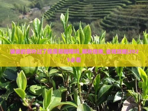 袋装的茶叶过了保质期能喝吗