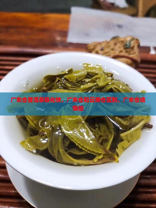 广东仓普洱茶陈化快