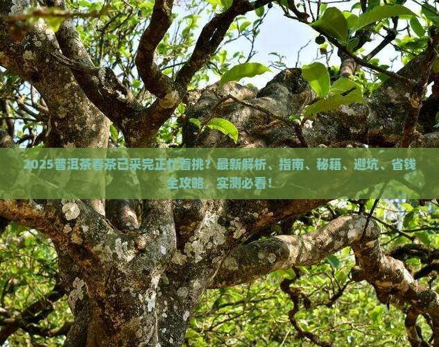 普洱茶春茶已采完正忙着挑