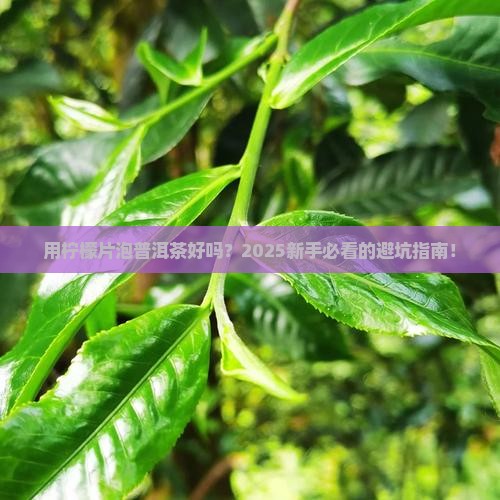 用柠檬片泡普洱茶好吗百度百科