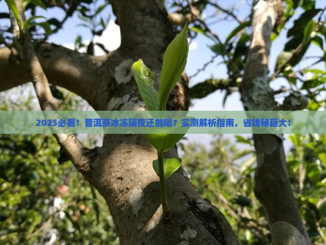 普洱茶冰冻隔夜能喝吗