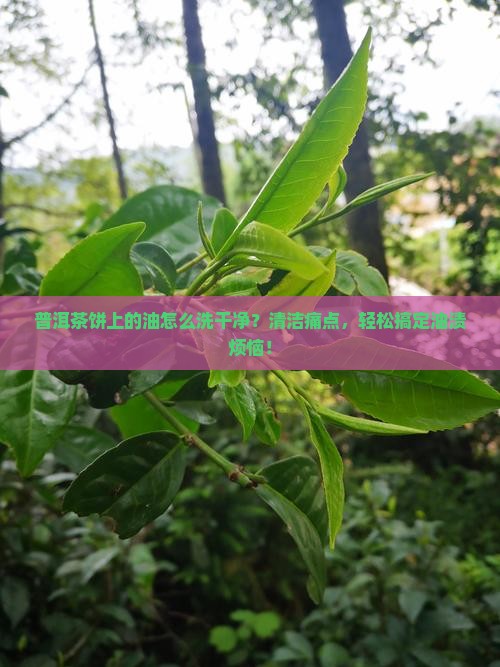 普洱茶饼上的油怎么洗干净