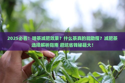 啥茶减肥效果好什么茶有助于减肥