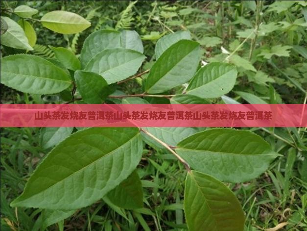 山头茶发烧友普洱茶
