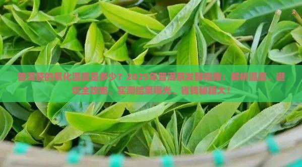 普洱茶的最佳氧化温度是多少