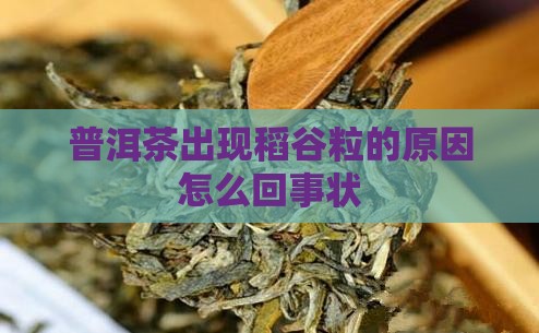 普洱茶出现稻谷粒