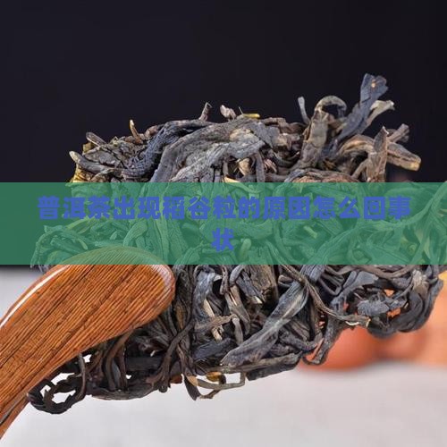 普洱茶出现稻谷粒