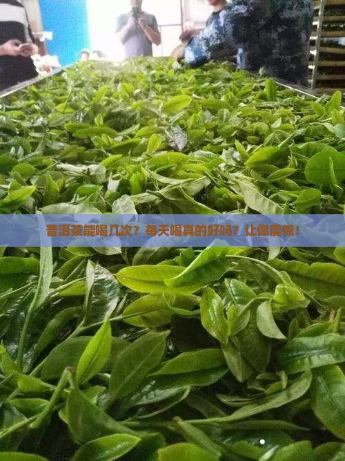 普洱茶能喝几次