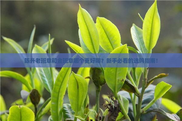 陈升老班章和金班章