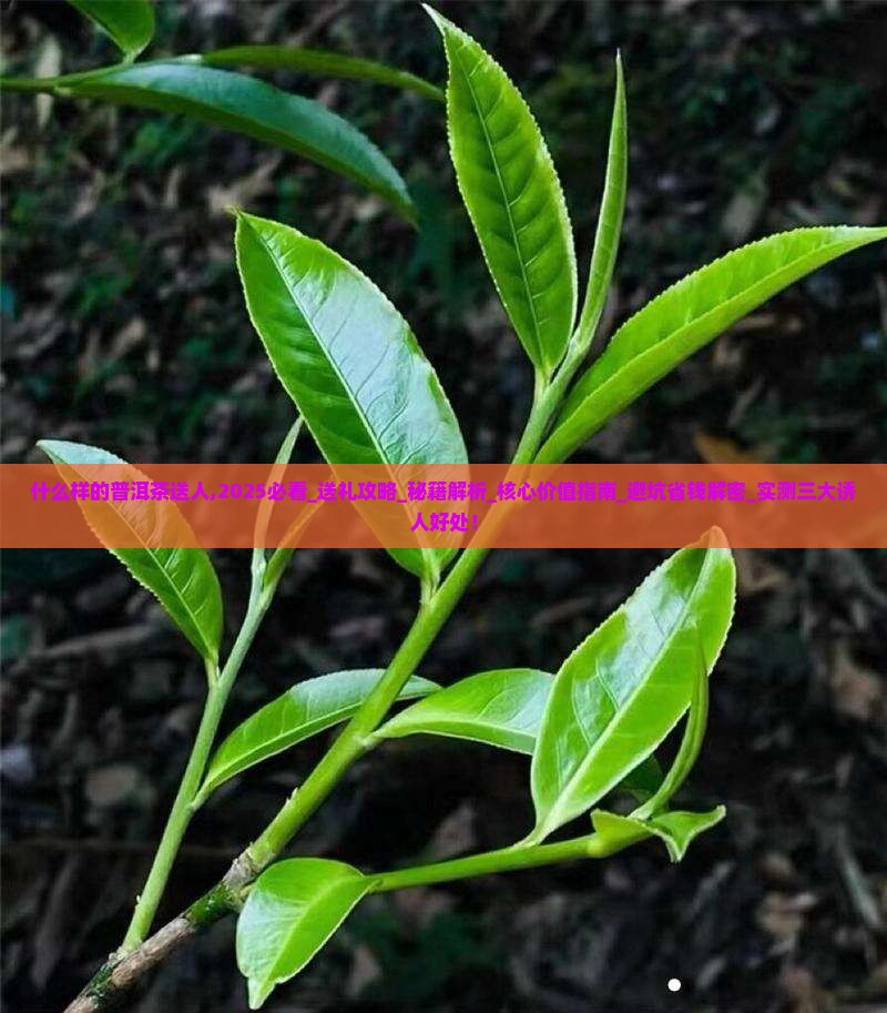 什么样的普洱茶送人