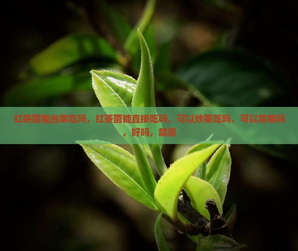 红茶菌能当莱吃吗