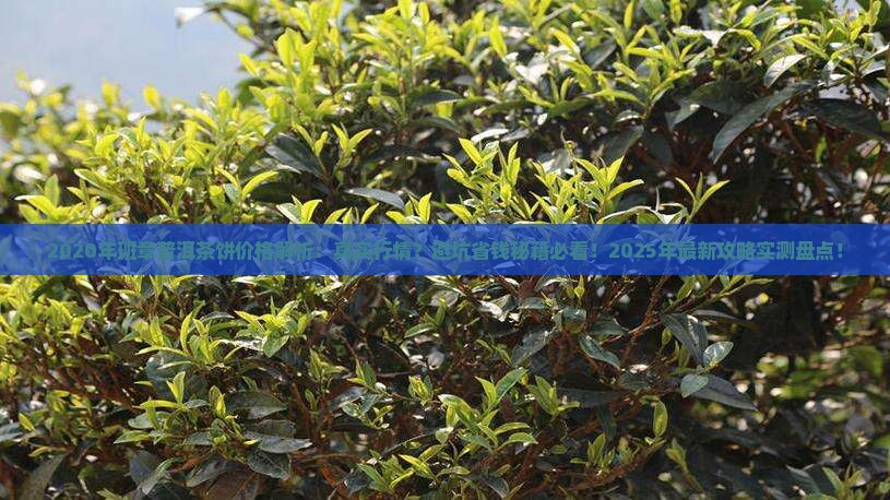 班章普洱茶饼2020年的价格