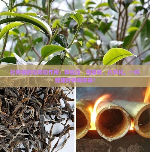 杜仲茶的功效和作用