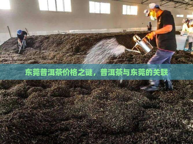 东莞迷思普洱茶