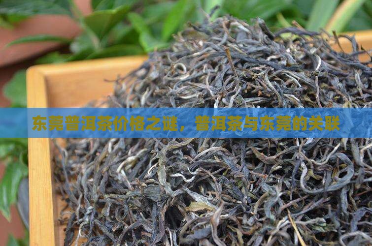 东莞迷思普洱茶